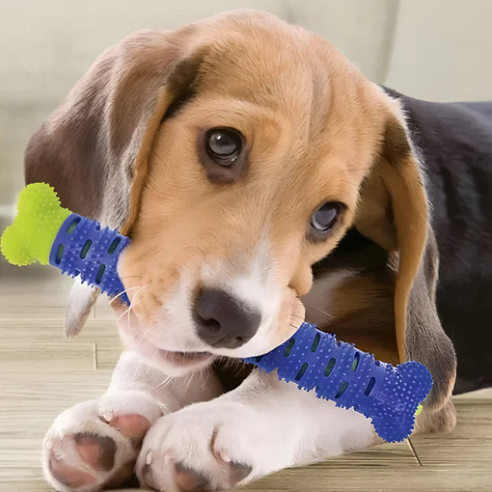 Dulce Girsol- ¡Sonrisas Saludables para tu Peludo! 🦷🐶